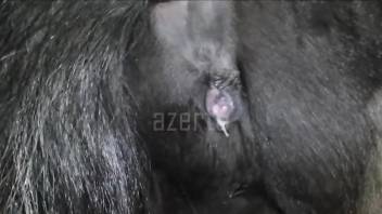 Dude with a hard cock fucking a mare's wet cunt