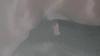 Voyeur video showing a horny horse and its dick