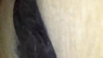 Guy with penis ring banging a female horse's damp tight snatch