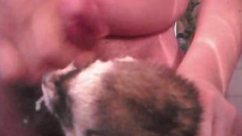Dude fucks some sorta ferret and cums on its face