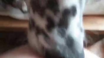 Tiny puppy licking pussy and sucking on nipples