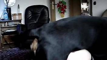 Black dog fucking a big booty zoophile on camera