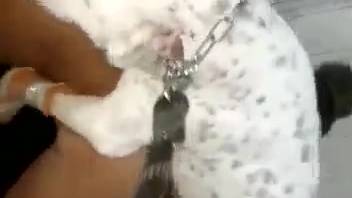 Rear-entry sex scene featuring a bronzed canine enthusiast chick