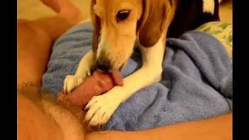 Sexy animal using its paws to stroke this dude's dick
