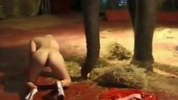 Thirsty circus slut masturbates for the elephant