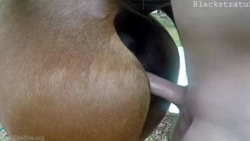 Mare lover pounding the sexy horse from behind