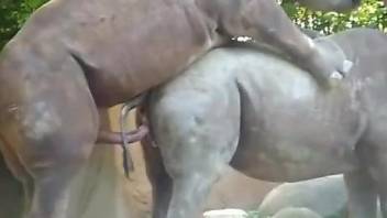 Awesome sex scenes with two rhinos that bang