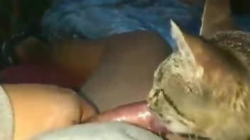 Kitty licking a dude's cock in a hot porno movie