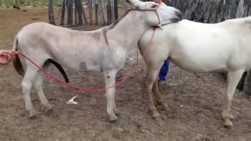 Stallions mating gets the bare dude incredibly excited