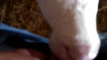Cow getting throat-fucked in a POV porno movie