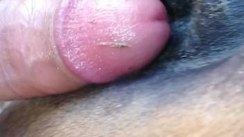 Hot horse hole getting fucked in a hardcore video