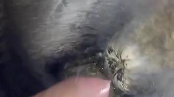Hot and veiny cock fucking a dirty mare pussy