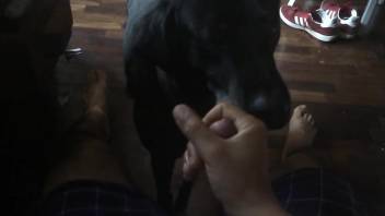 Man masturbates on cam and his dog comes to give him assistance