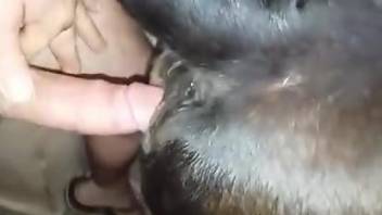 Dude guides his huge penis in an animal's pussy