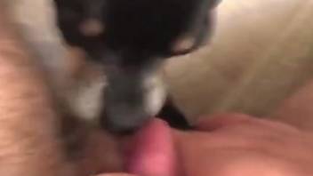 Sub dog getting freaky in a POV oral porno movie