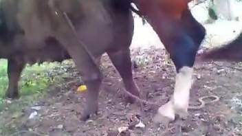 Horny man sits and watches how a horse bangs a pig