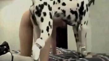 Dalmatian pounding this brunette from behind