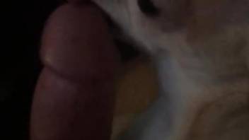 Terrific porn movie in which dog gives him a BJ