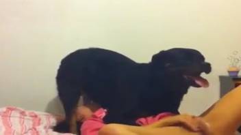 Girl in a pink hoodie sucks on a dog's dick