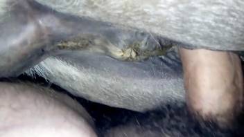 Wet slit getting banged real deep by a hairy cock