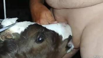 Man sticks his dick into a veal's mouth for extra pleasure
