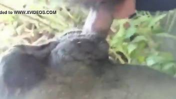 Crusty animal pussy getting fucked by a juicy penis