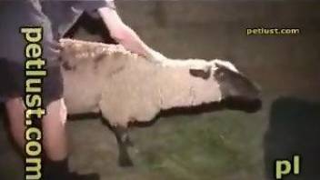 Horny guy fucks a sheep and cums on her fur