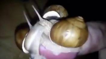 Horny man jerks off with his dick covered in snails
