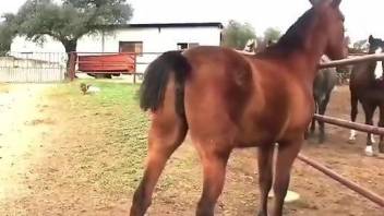 Brown mare is ready to tease other horses mercilessly