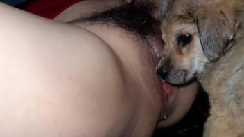 Hairy pussy lady getting licked by a dog BIG TIME
