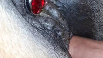 Butt plug mare getting destroyed by his dirty dick