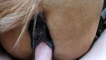 Guy's big white cock pounding a brown mare's hole
