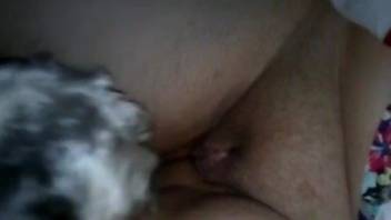 Tiny dog licking that pussy with a great deal of passion