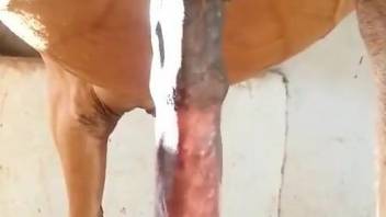 Horse showing off its colossal penis in HD quality