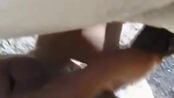 Black babe fucks a white horse in an outdoor video