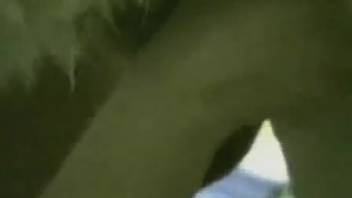 Stunning woman is blowing her obedient canine's cock