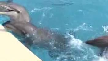 Hot dolphin flaunting its private parts in front of the camera