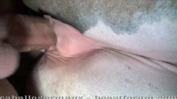 Close-up video featuring hard mare pussy gaping
