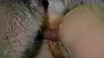 Incredible on-cam bestiality to make you cum hard