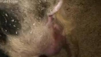 Animal with a hard cock penetrating her tight butthole
