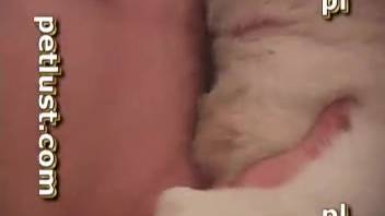 Frisky young Husky mounts the enormous shaft of a dark-skinned animal lover
